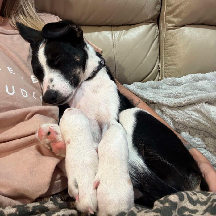 How a resilient 11-week-old puppy stole the hearts of a community.